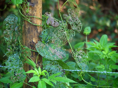 [A vine-type plant is wrapped around a wood post that is part of a barbed wire fence. Some of the leaves are so eaten away that only the outline and veins are still there and visible. Other leaves have a bit more greenery, but still have a lot of holes in them.]